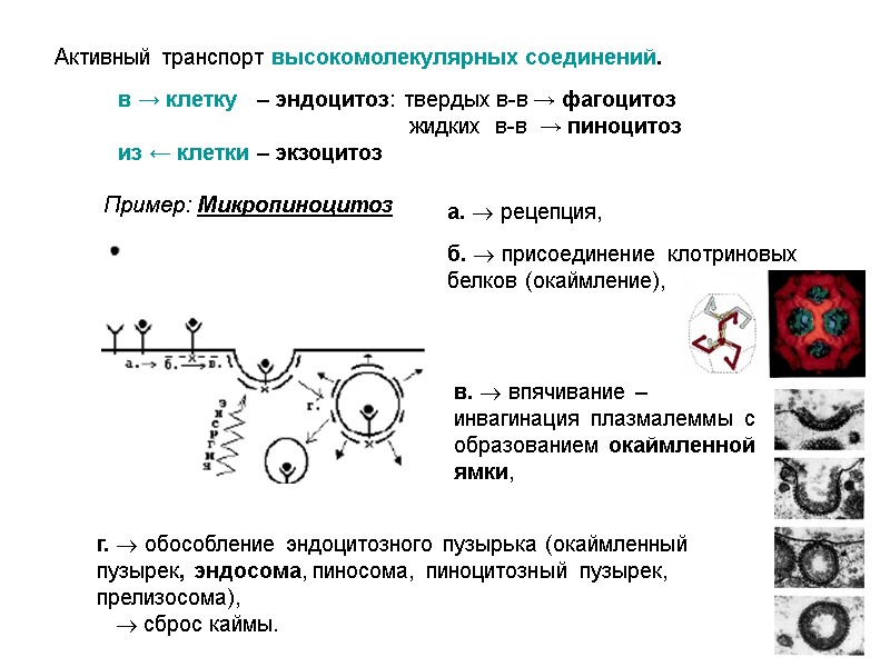Активный транспорт высокомолекулярных соединений.  в → клетку   – эндоцитоз: твердых в-в